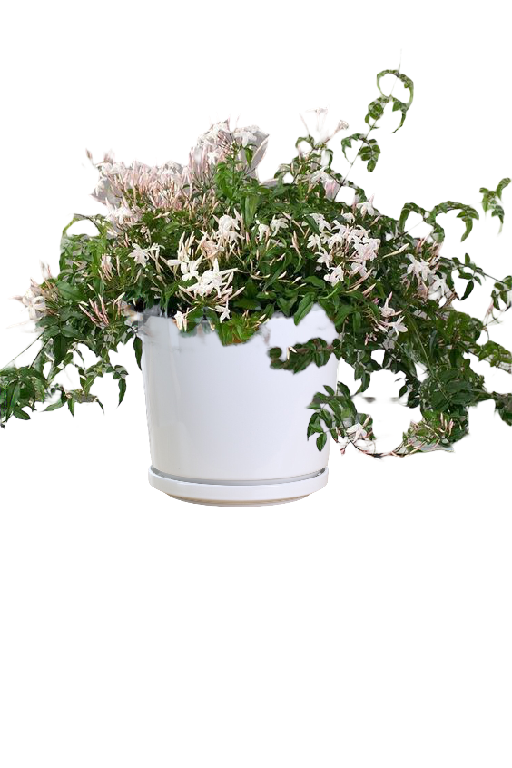 Star Jasmine Thai Garden Design